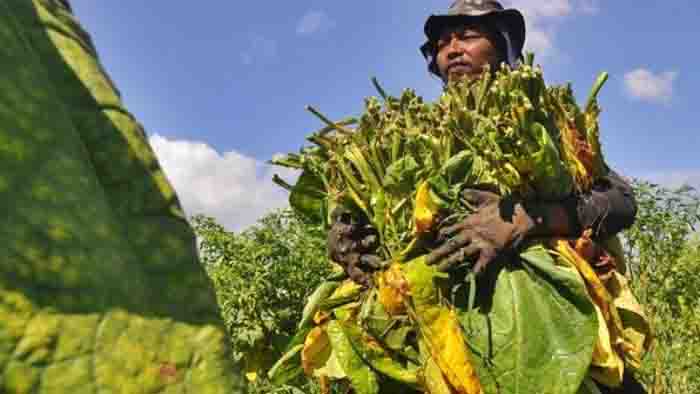 Industri dan Petani Tembakau Terancam: Implikasi Kebijakan