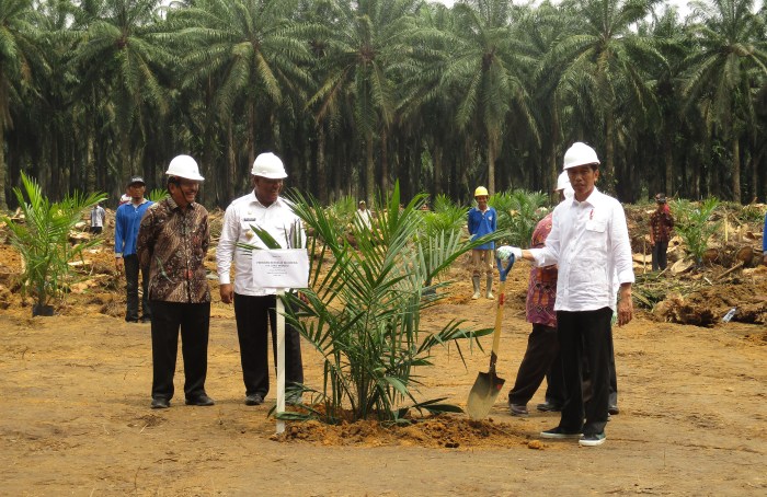 Dana Peremajaan Perkebunan Kelapa Sawit Rakyat Dihentikan