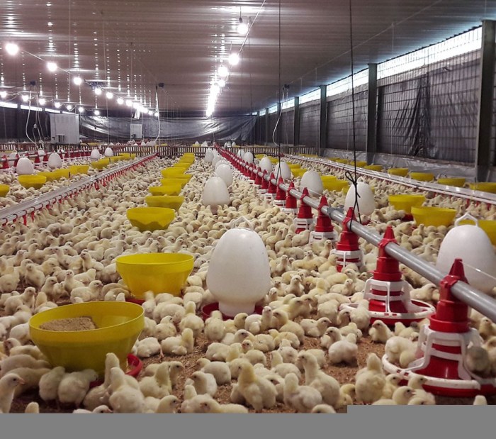 Peternakan ayam modal bisnis kecil ternak permintaan tinggi menguntungkan ide dangdut intip milik bantuan sumadi edi lagu sukses beberapa mediatani Bisnis Peternakan yang Menguntungkan dengan Modal Kecil