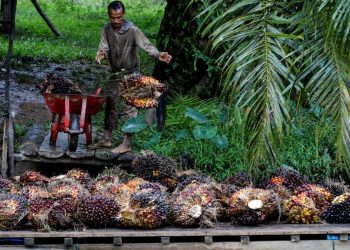 Strategi Bisnis Perkebunan Diumumkan kepada Mahasiswa oleh BPDP