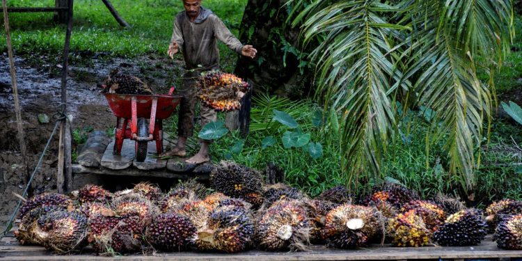 Strategi Bisnis Perkebunan Diumumkan kepada Mahasiswa oleh BPDP